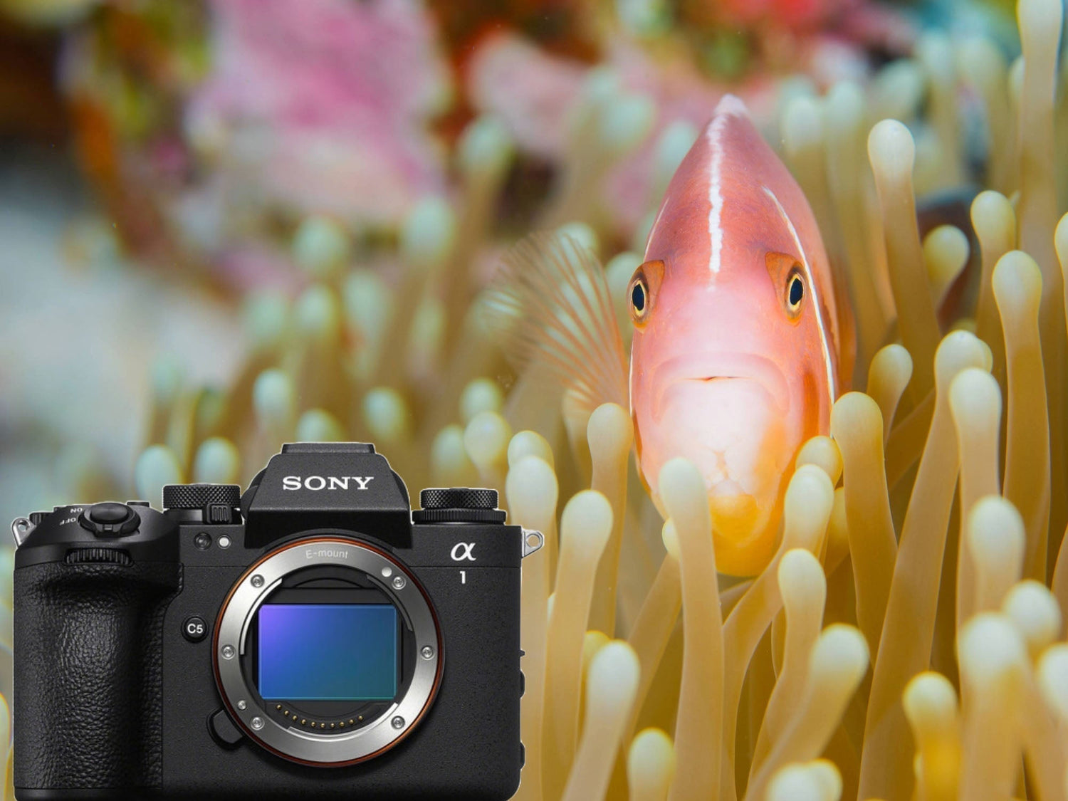Sony a1 II in Raja Ampat Reviews & Results image by Logan Wood for Ikelite Underwater Systems
