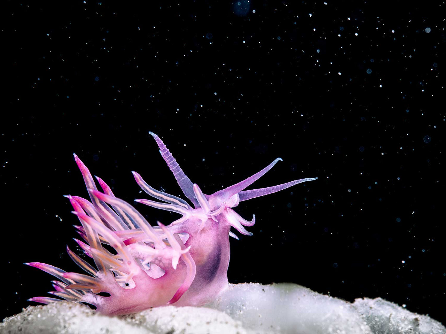 4 Creative Uses for Backscatter in Underwater Images