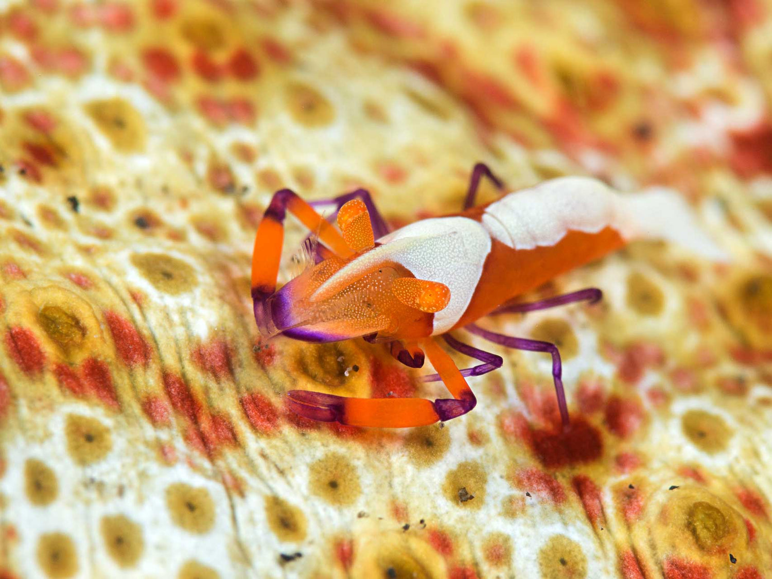 Macro in Lembeh Strait with the Nikon 60mm and Kenko 1.4x Teleconverter