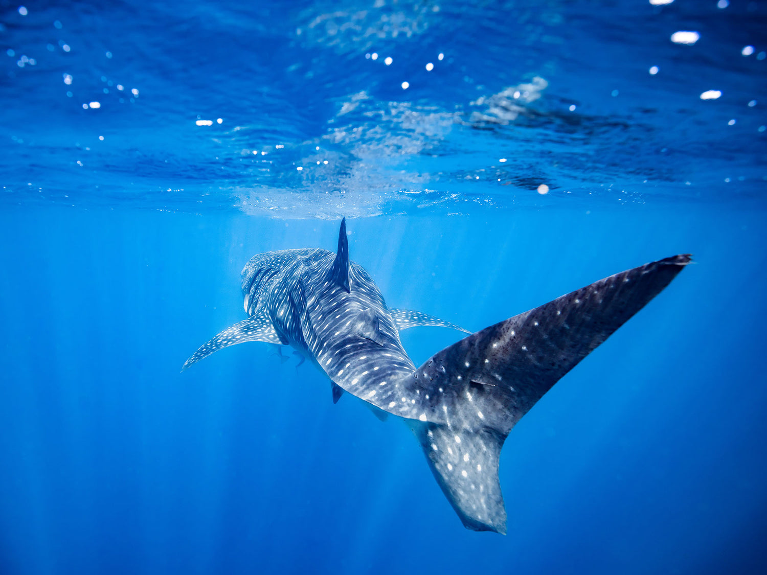 Featured Customers | Luke Walsh Commitment to Conservation