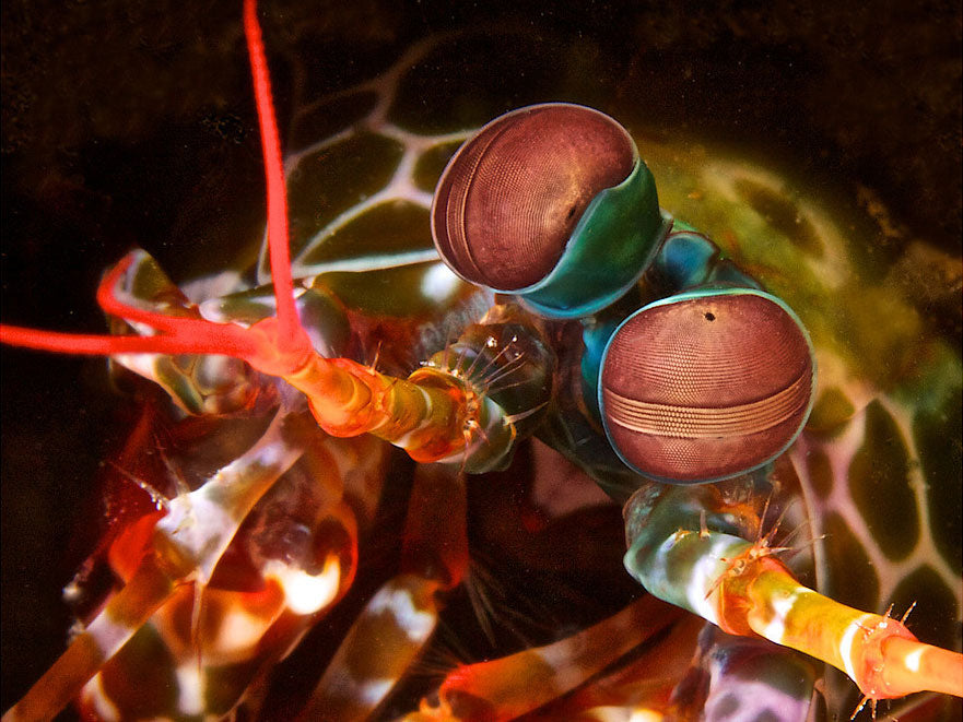 Macro Close-Up Underwater Camera Settings