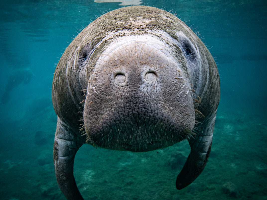 Discover the Serene World of Manatees on the Move