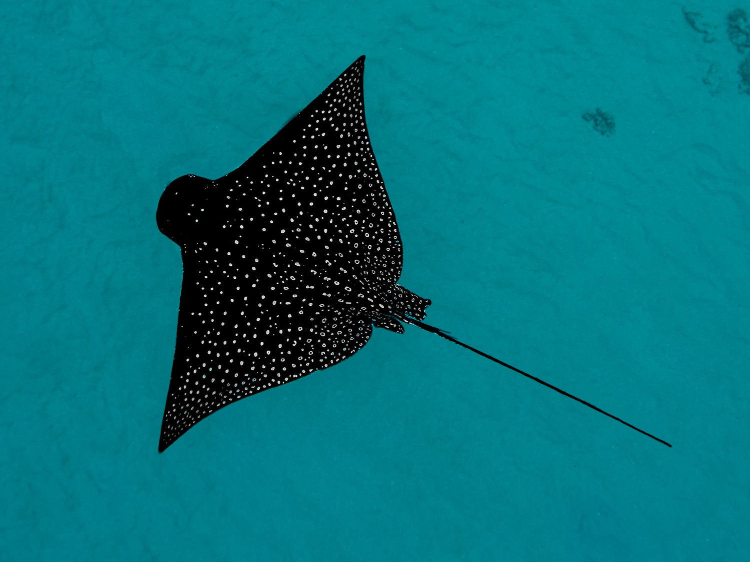 Featured Customers | Manny Isbell Retiring to the Sea