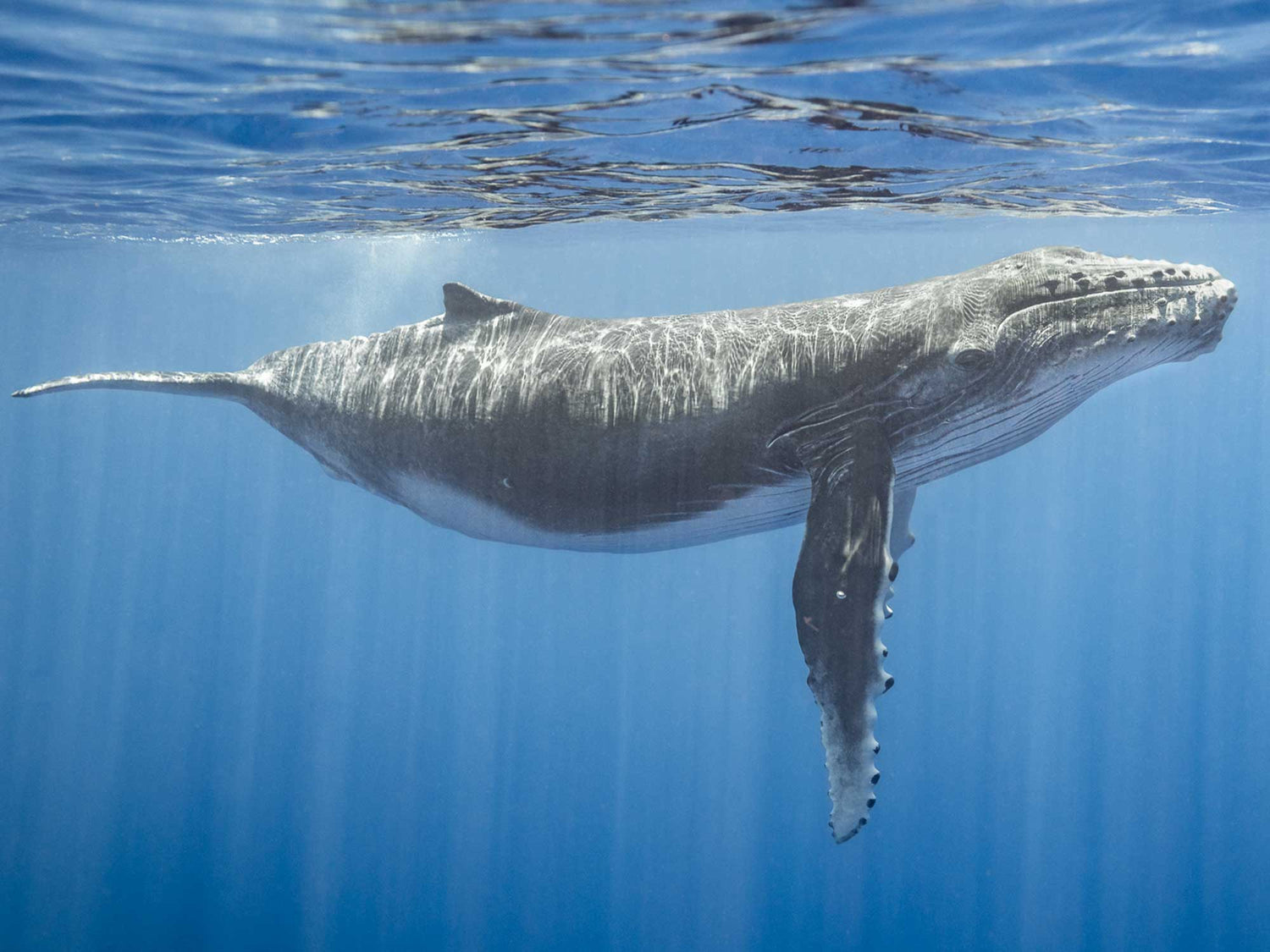 Featured Customers | Marjorie Cohen Magic in Moorea