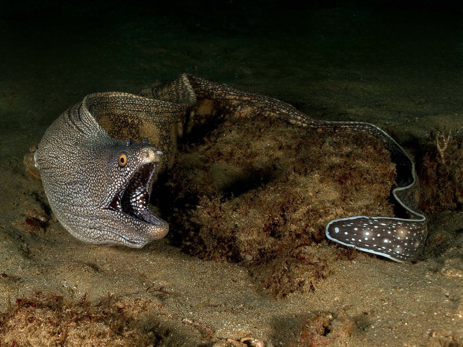 Featured Customers | Marlin Sechrist Inked Up Underwater