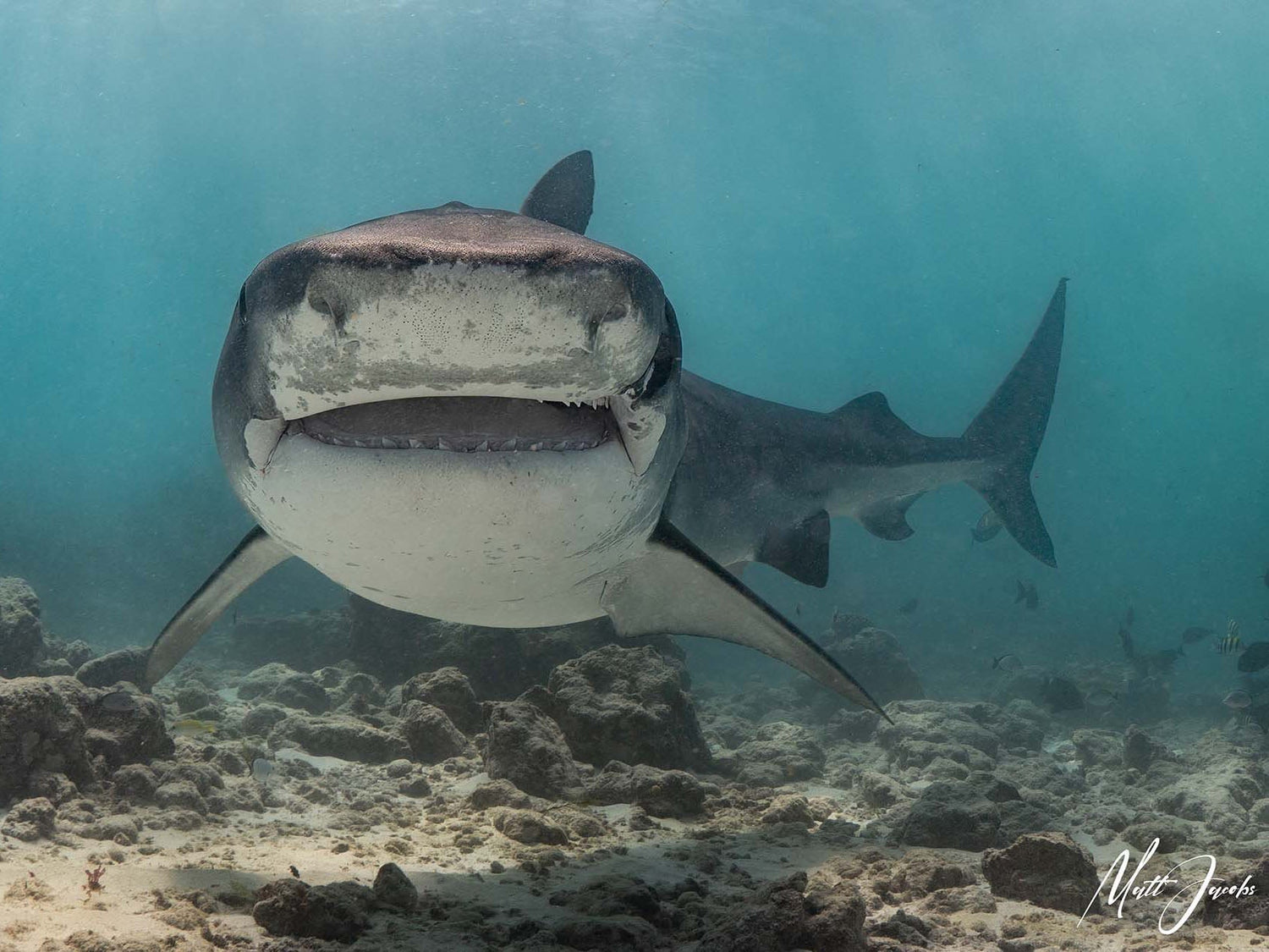 Matt Jacobs' Shark Image taken with a Panasonic Lumix inside an Ikelite 200DL Underwater Housing