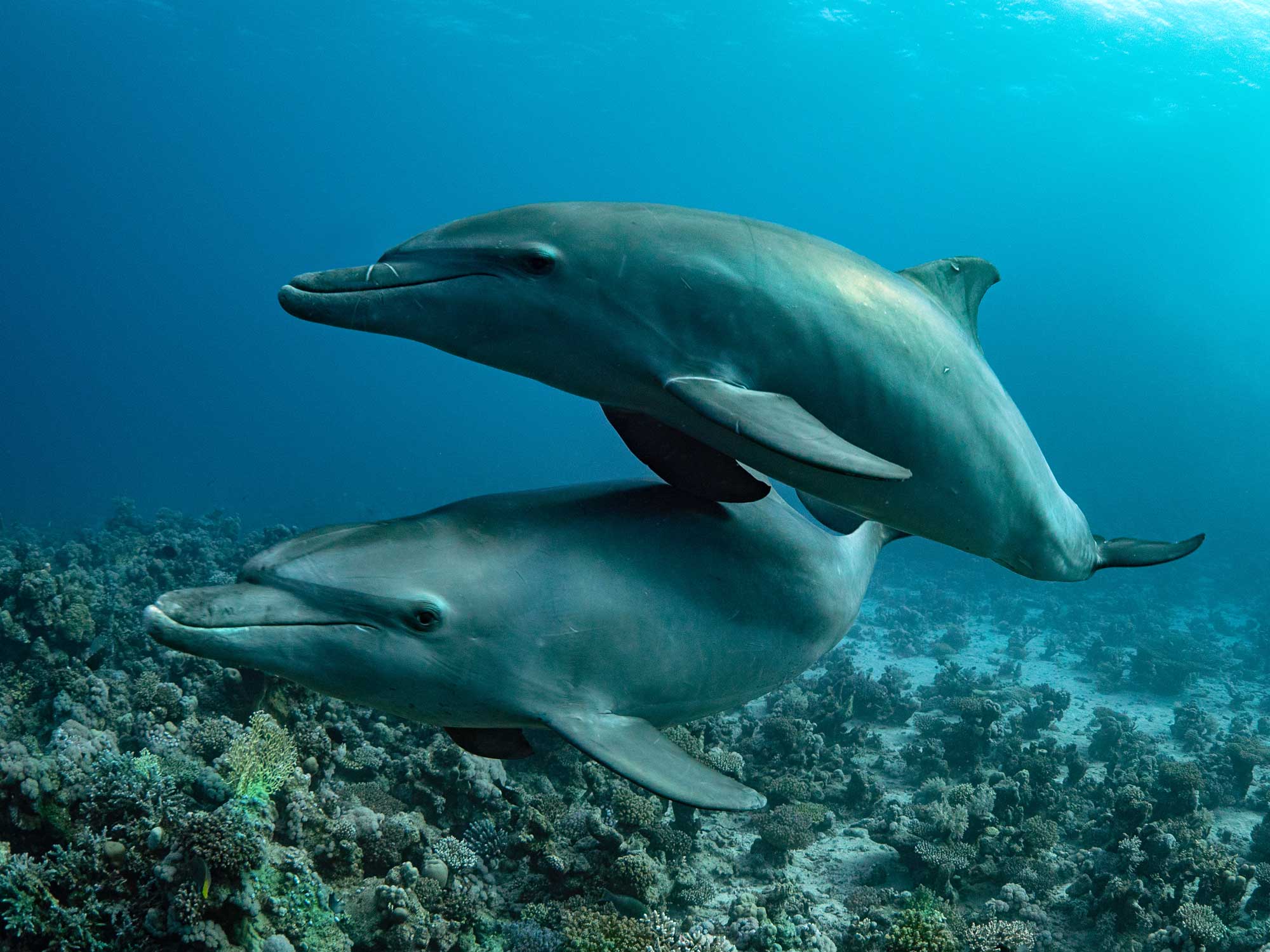 Dolphins and Rays in the Red Sea with the Panasonic GH5 and Trim Weight System