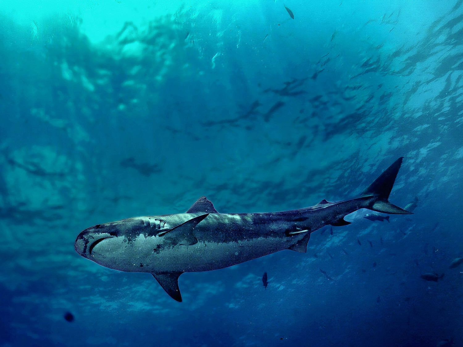 Shark image by Mohd. Maroof taken with Sony camera in an Ikelite Underwater Housing
