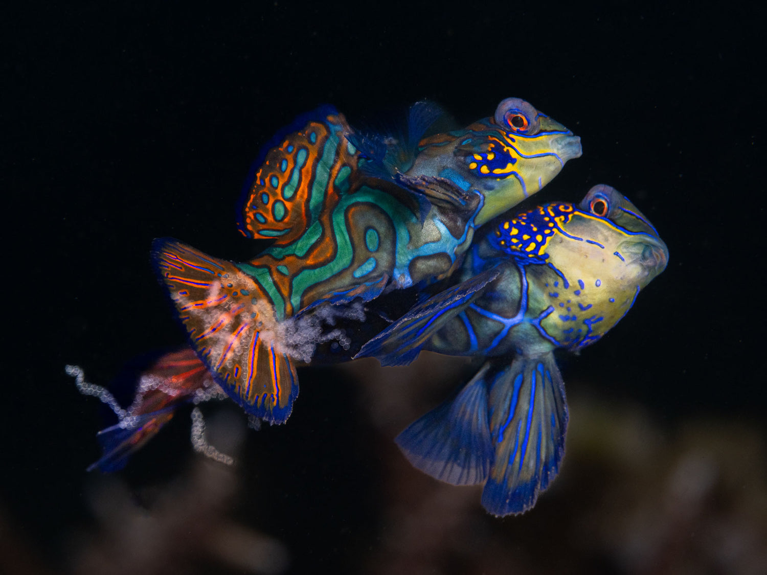 Photographing Spawning Mandarinfish in Lembeh