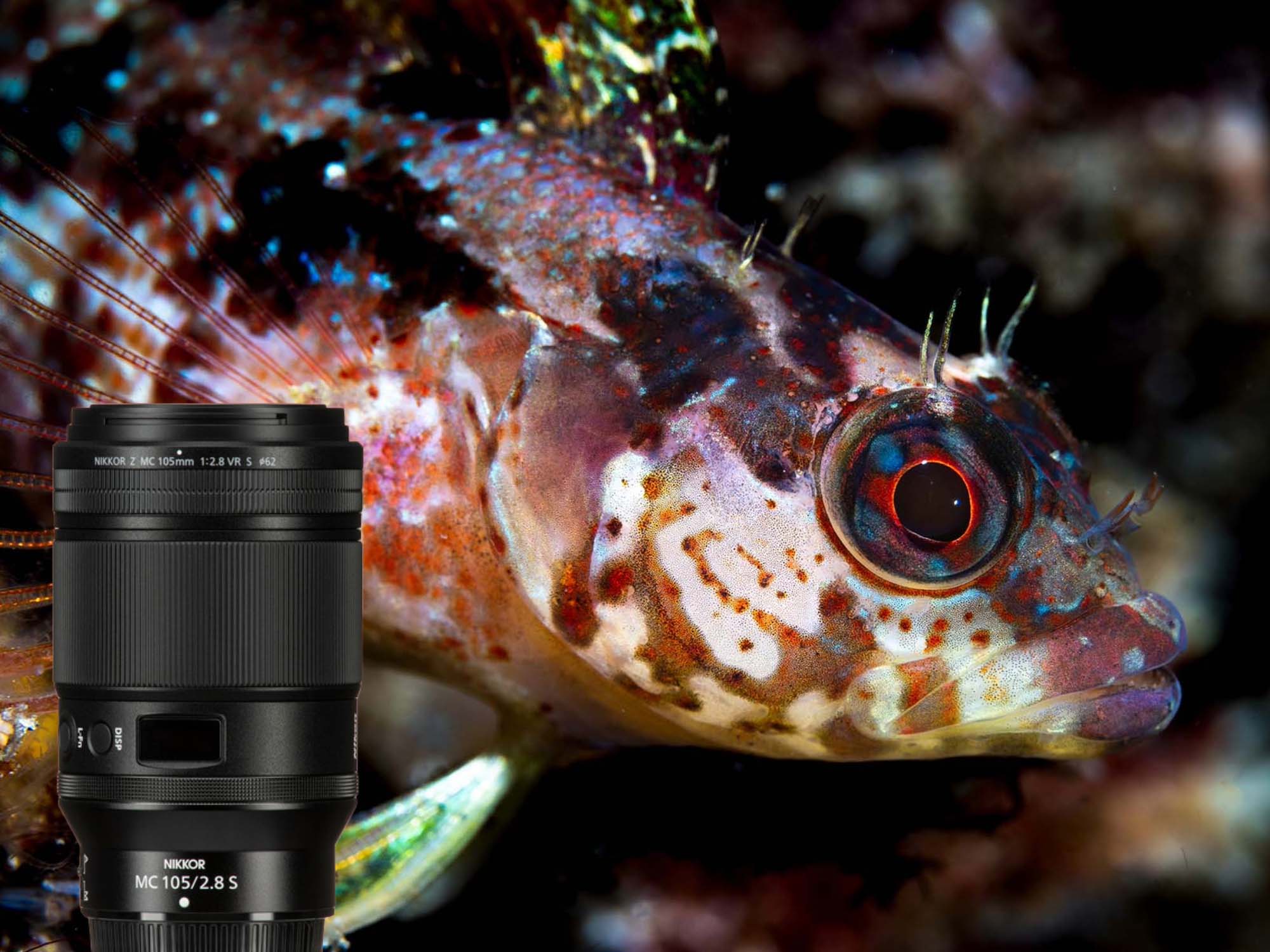Nikon Z 105mm f/2.8 VR S Macro Lens for Underwater Review & Results