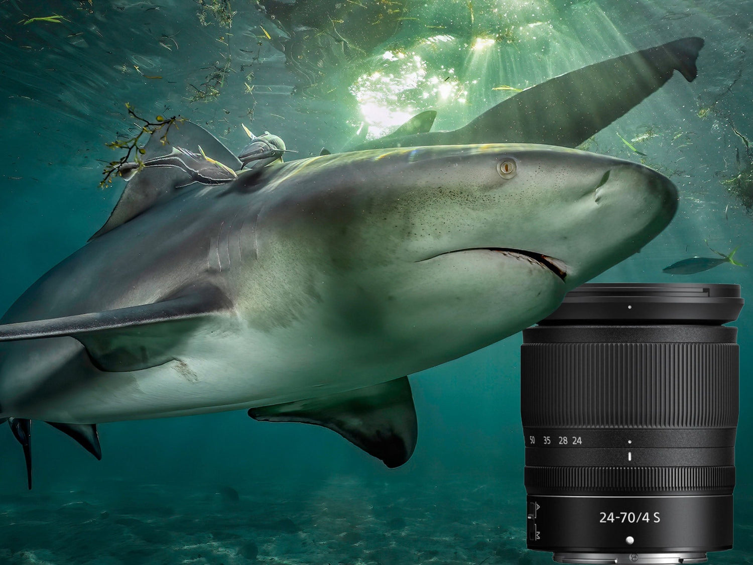 Glenn Ostle shark image for an Ikelite Underwater Systems review of the Nikon Z 24-70mm f/4 S Lens