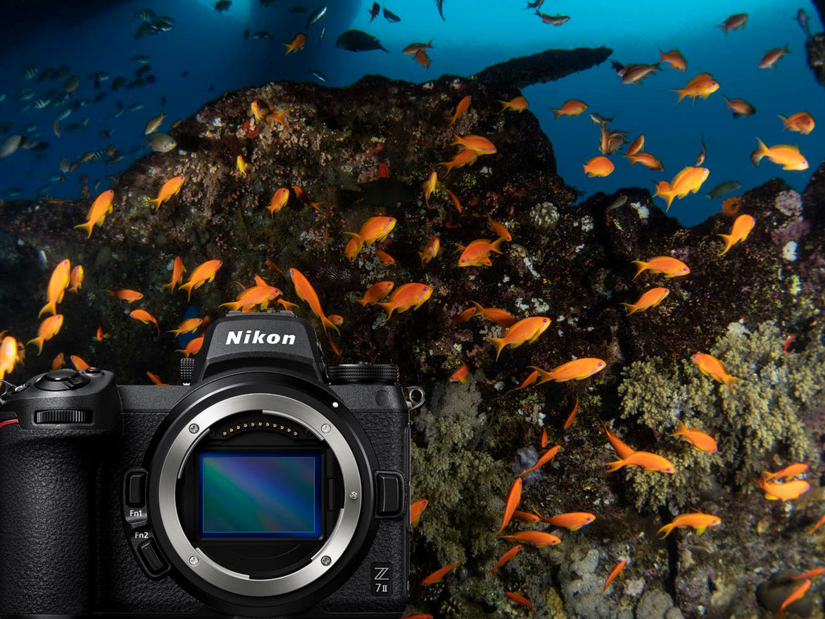 Nikon Z7 II Underwater Photos and Review