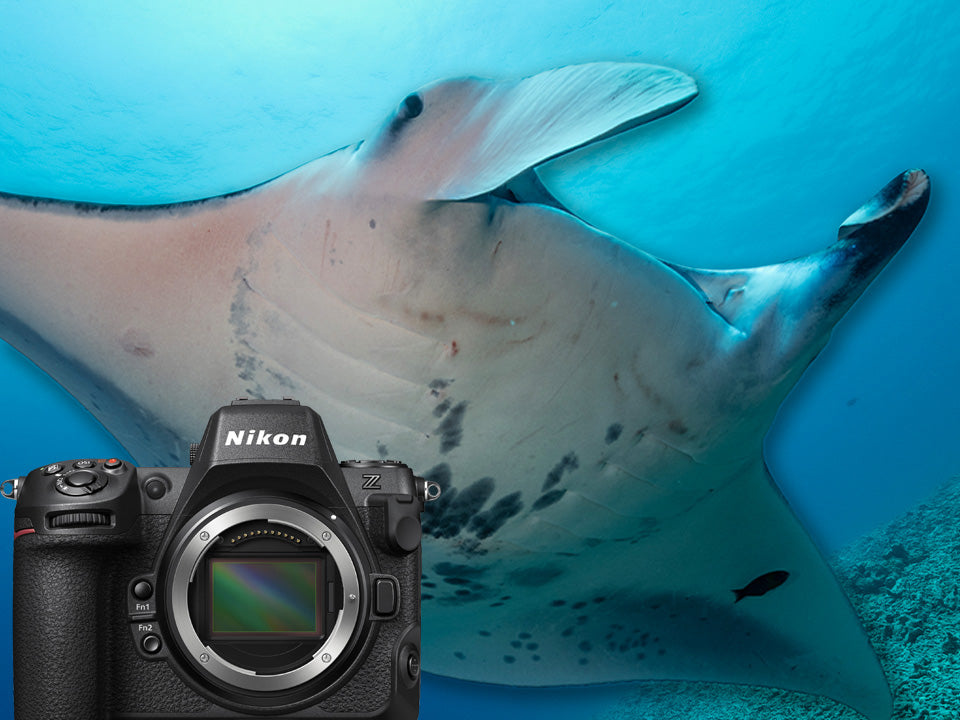 Manta Ray with Nikon Z8 in foreground for an Ikelite Underwater Systems review of the Nikon Z8 for Videography