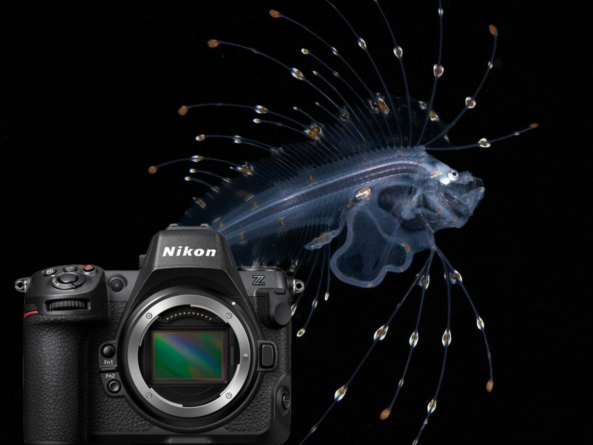 Blackwater image by Jeff Milisen for Ikelite Underwater Systems pictured with a Nikon Z8 camera