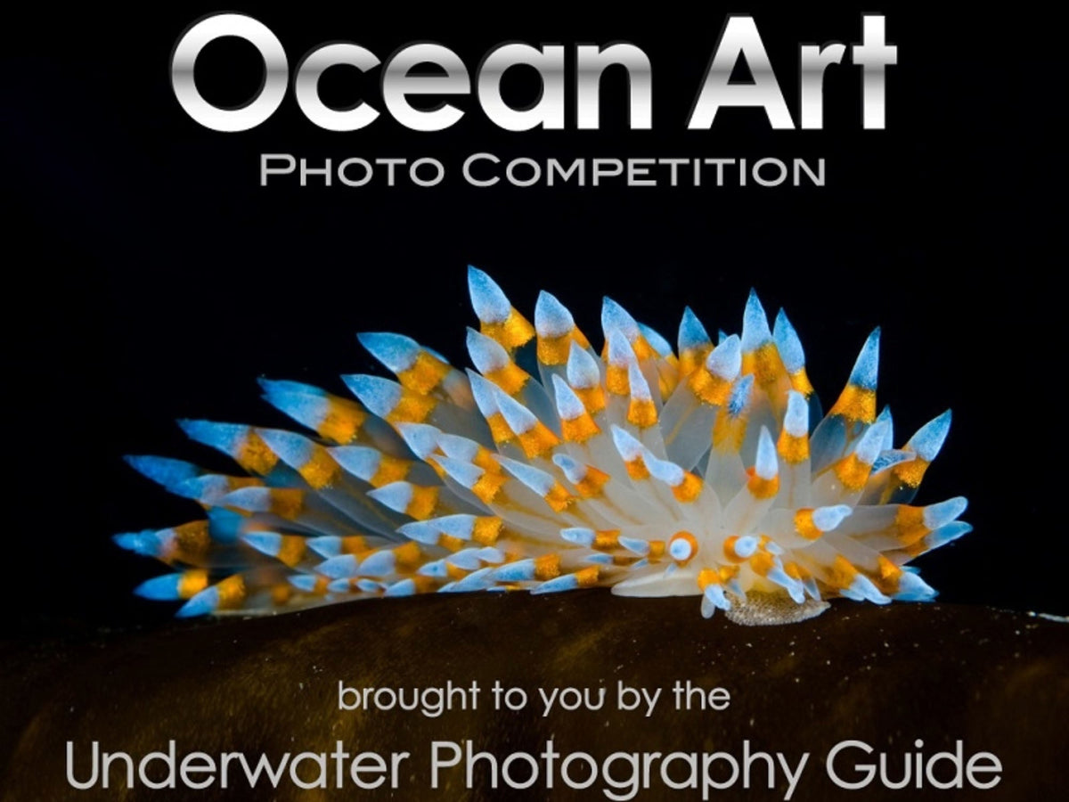 Competition | Ocean Art Underwater Photo Competition 2026