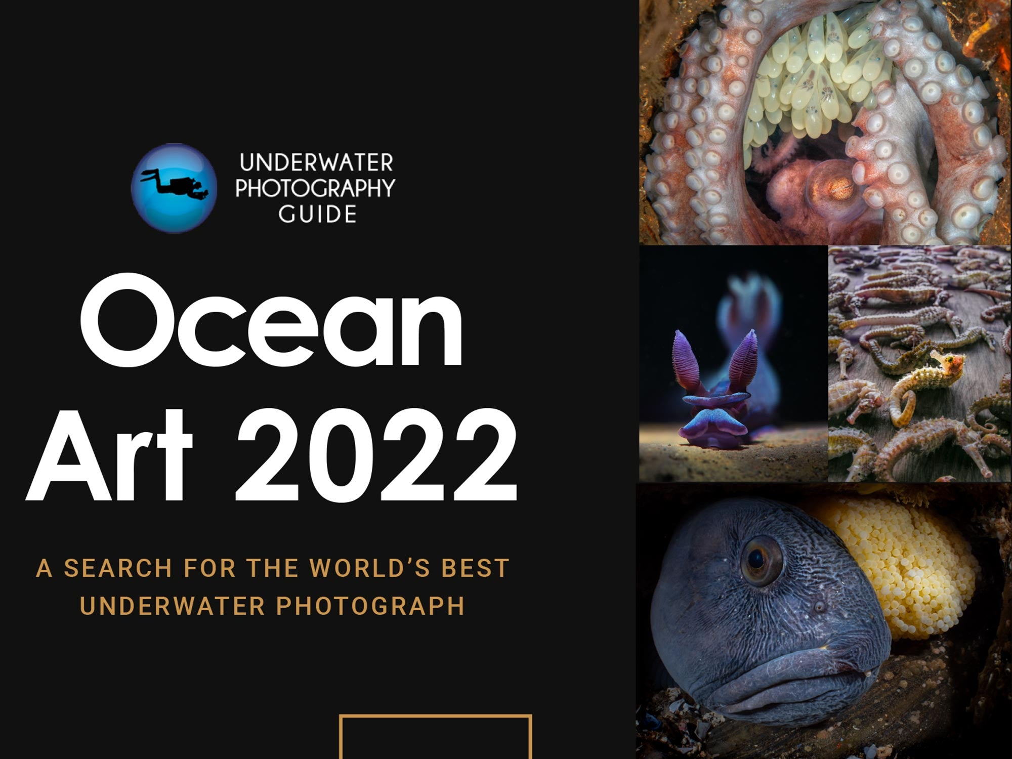 Behind the Shots: Ocean Art 2022 Winners