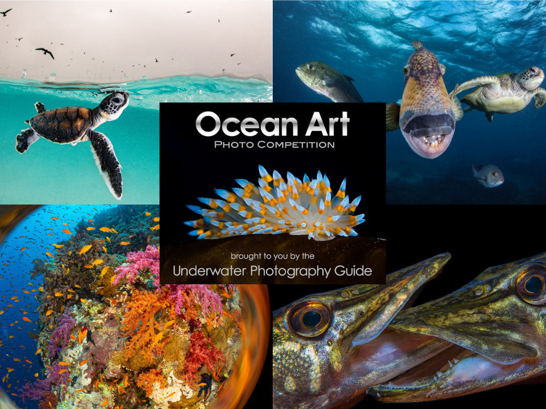 Underwater Photography Guide's 2025 Ocean Art Underwater Photo Competition