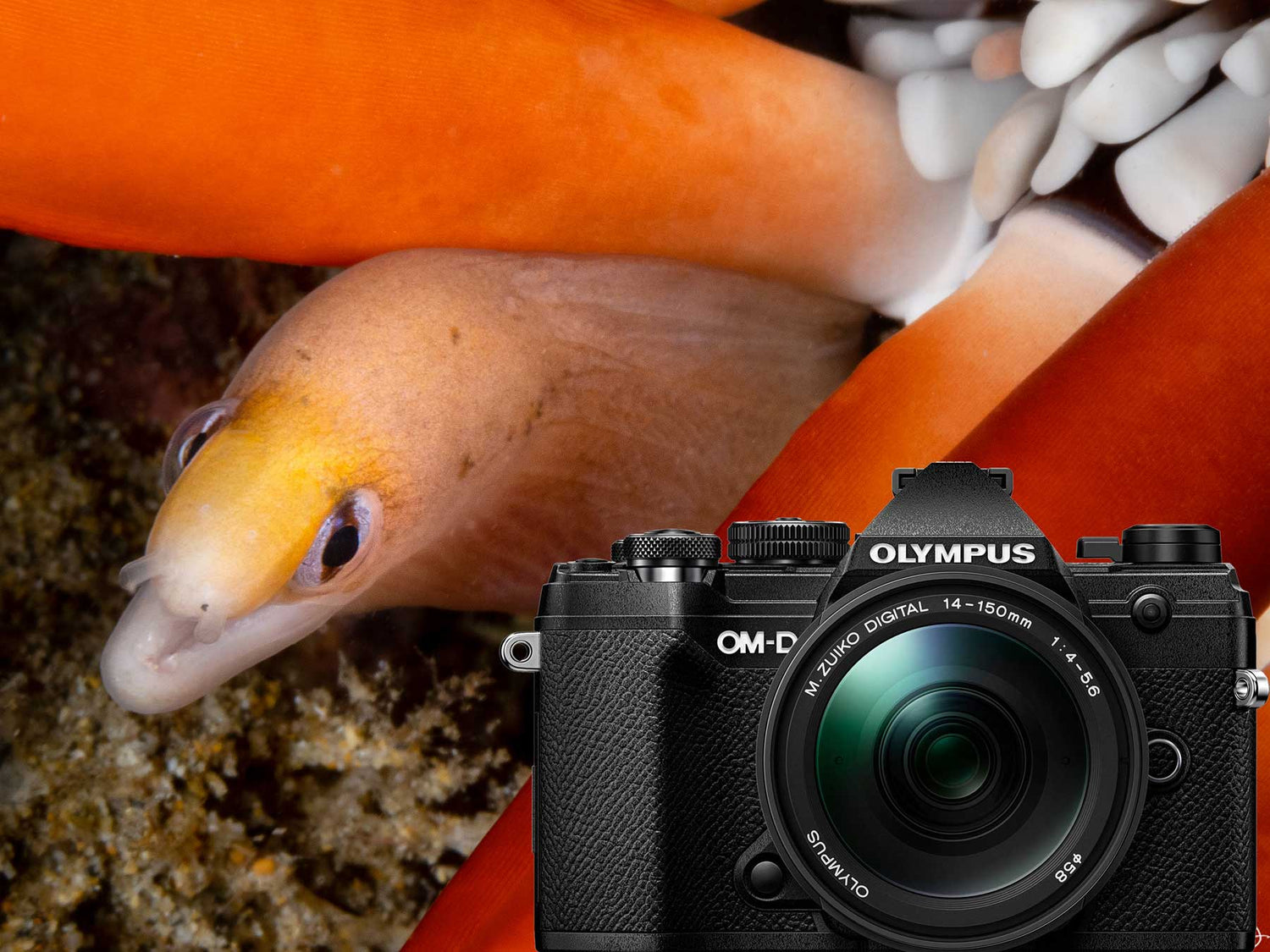 Olympus OM-D E-M5 Mark III Underwater Photos
