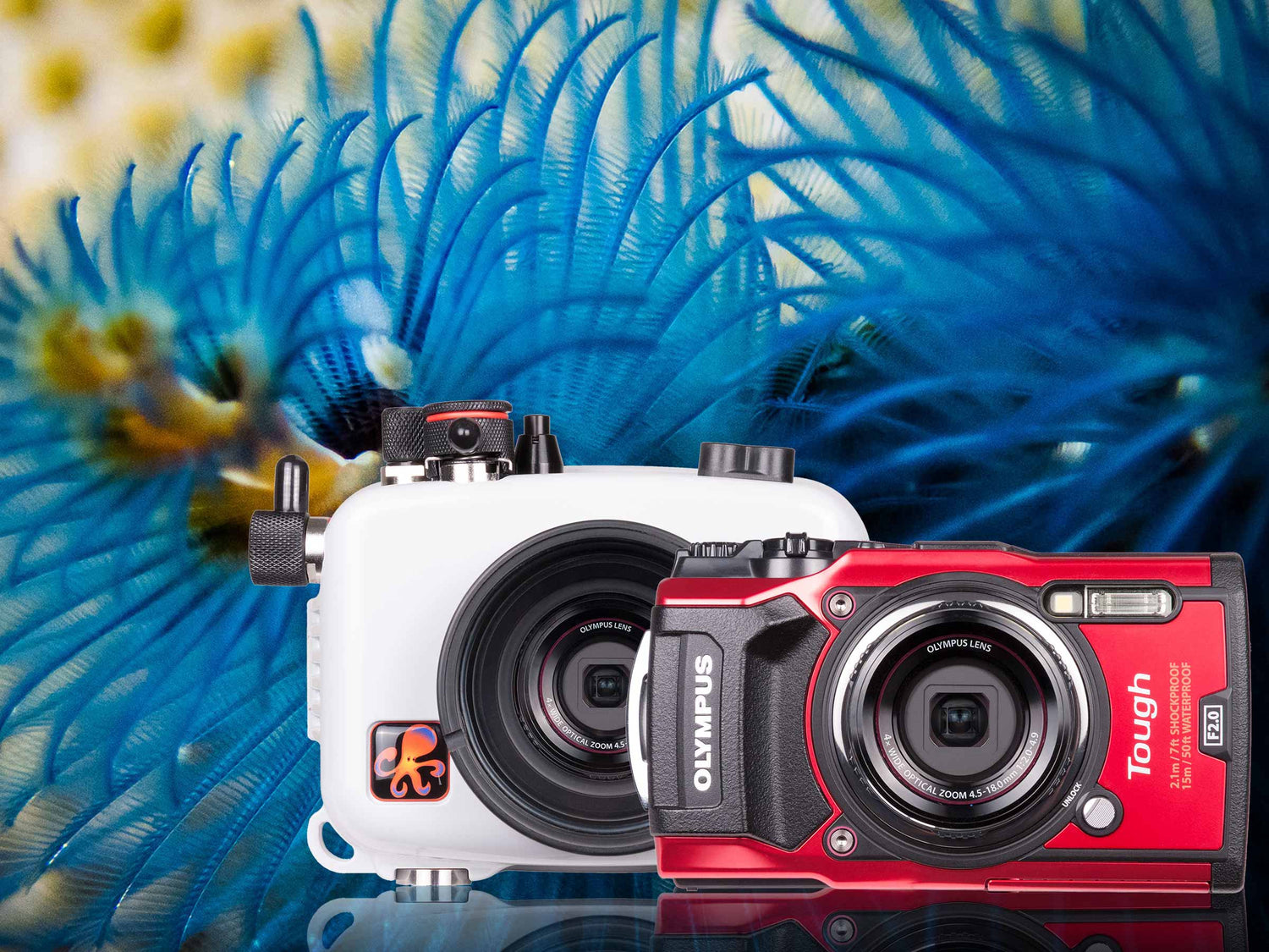 Olympus Tough TG-5 Underwater Housing & Camera Review