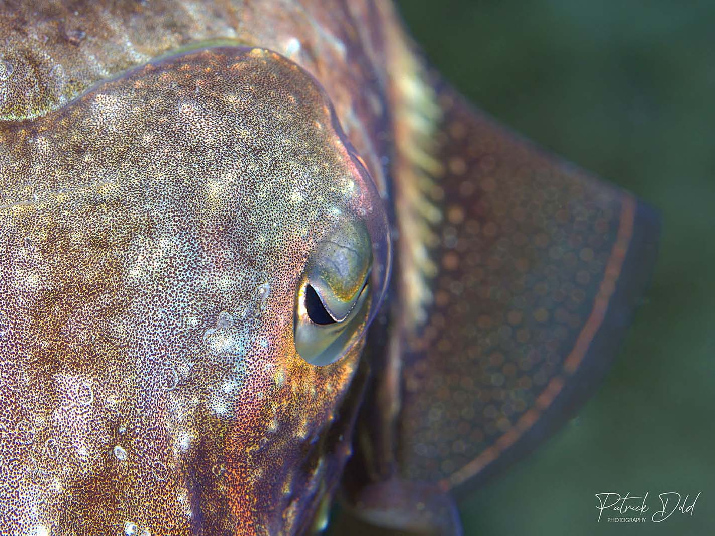 Cuttlefish image taken with the Canon R7 inside an Ikelite Underwater Housing, image by Patrick Dold