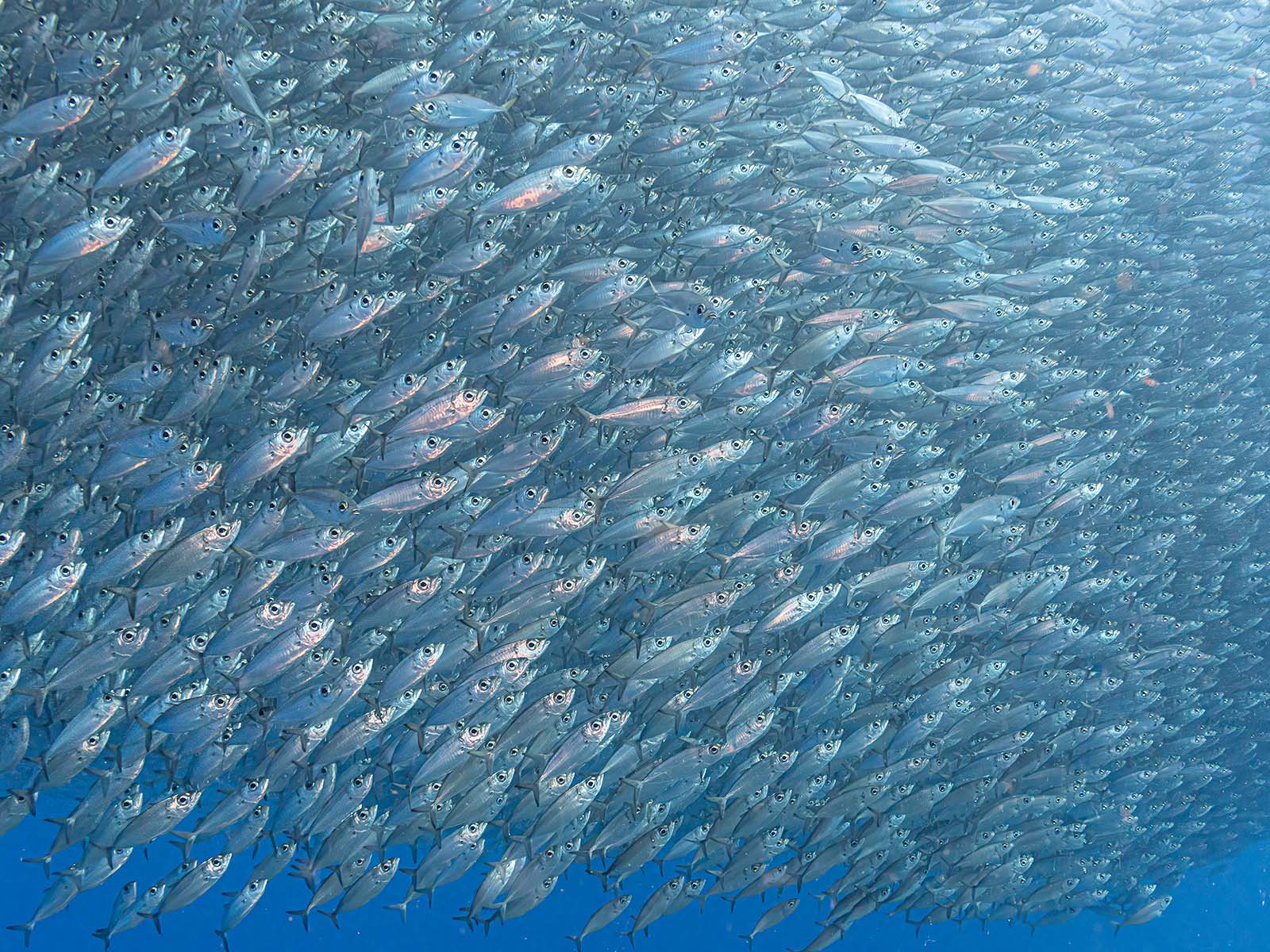 Bait ball image taken by Phil Riebel with the Canon R7 inside an Ikelite Underwater Housing