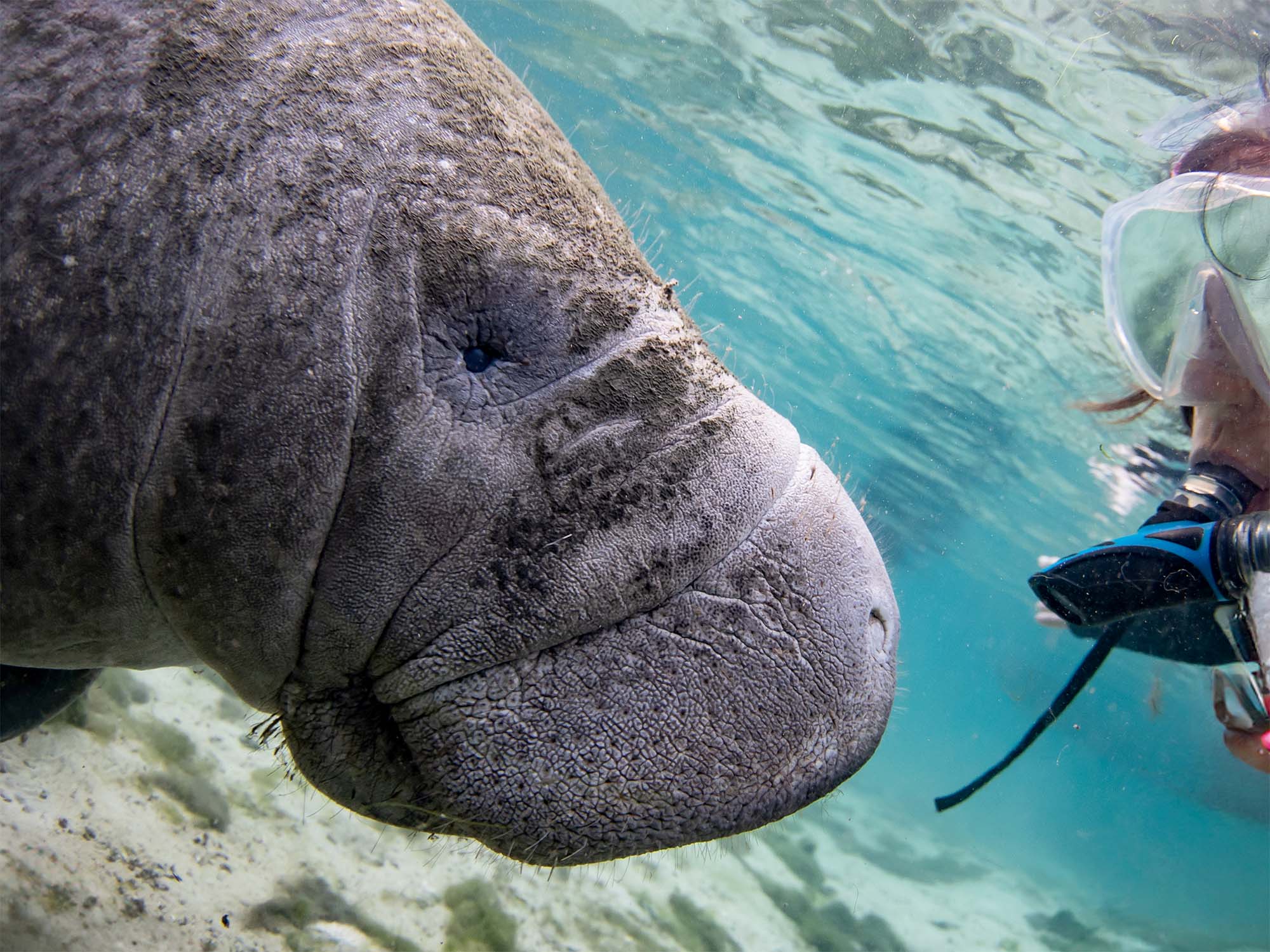 Photographing Manatees Underwater in Crystal River, Florida [VIDEO]