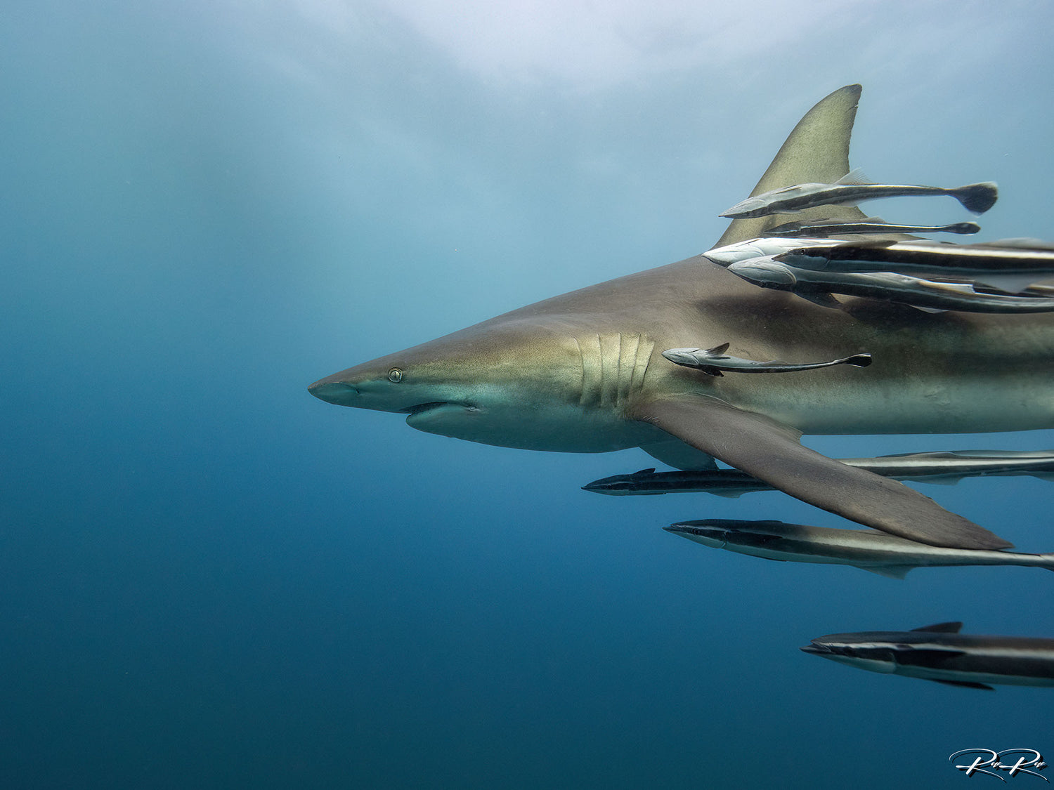 Featured Customers | Rae Du Plessis The Art of the Shark