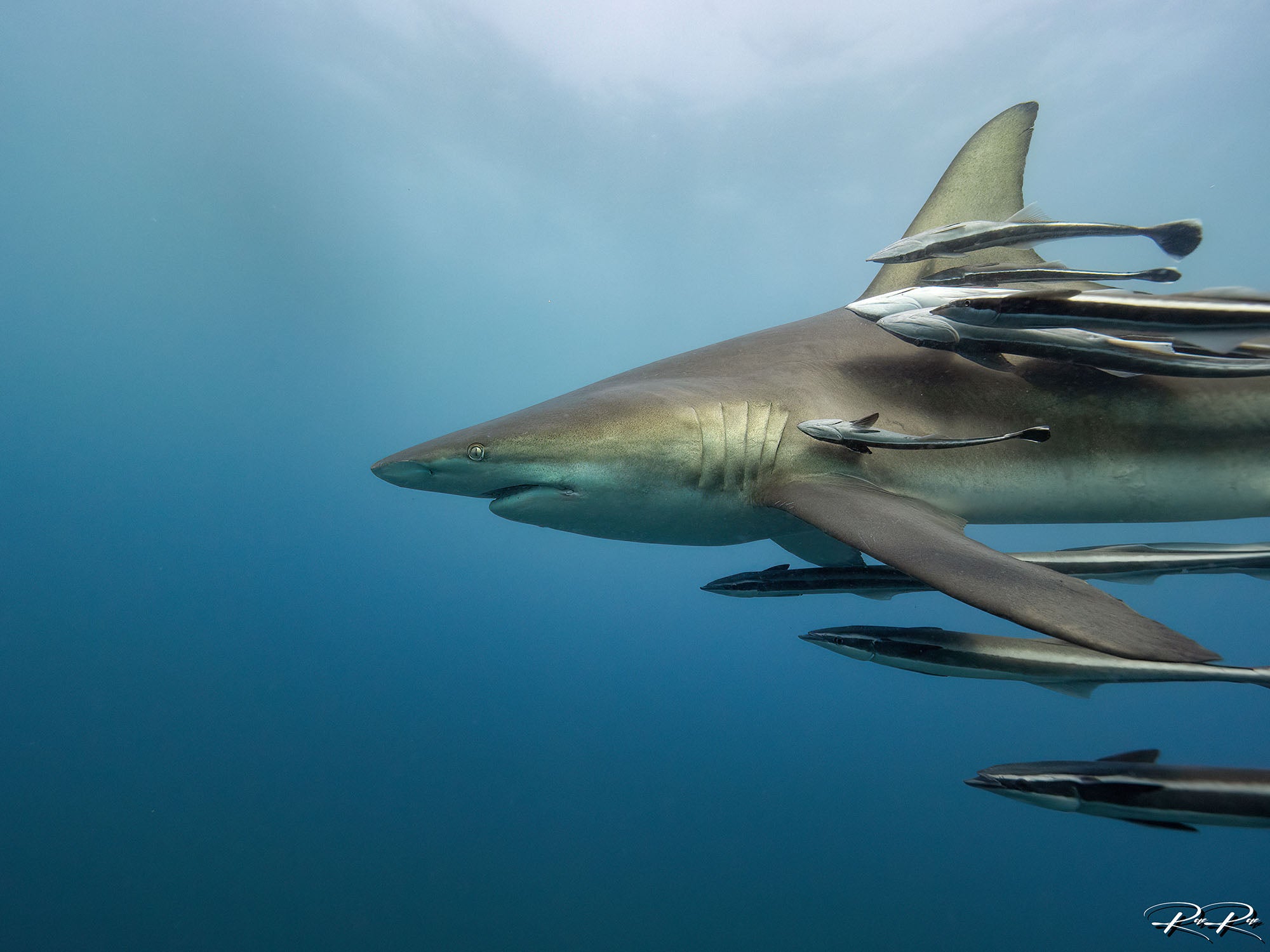 Featured Customers | Rae Du Plessis The Art of the Shark