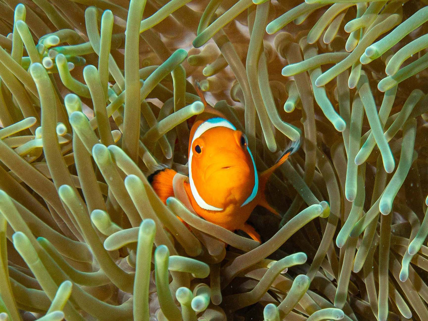 Featured Customers | Robert Heyrich Dumaguete Déjà Vu