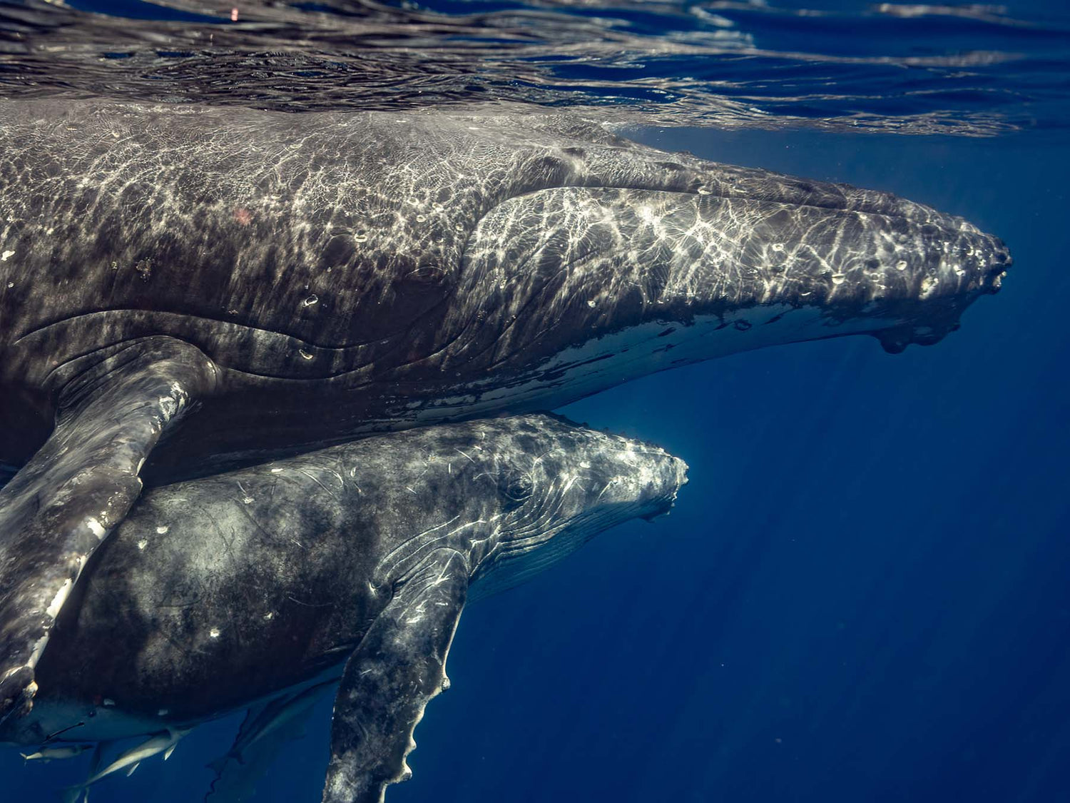 Featured Customers | Russell Rockwood In Pursuit of Tonga