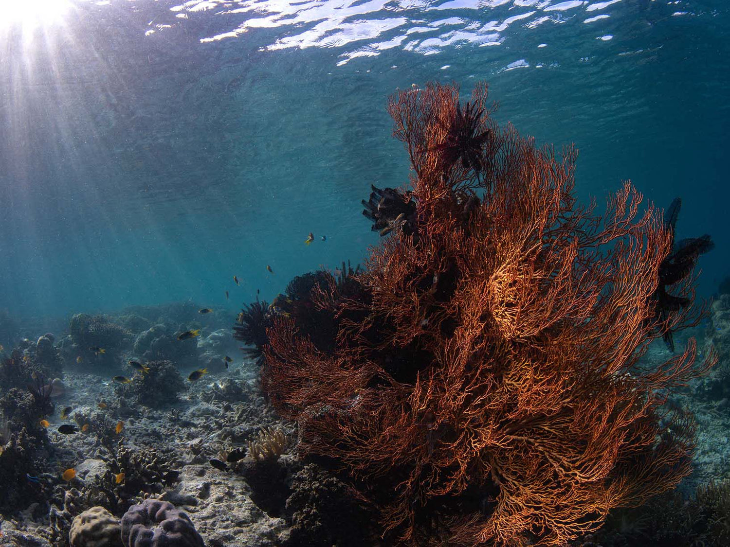 Featured Customer | Sami Lindroos Off-Season in Raja Ampat