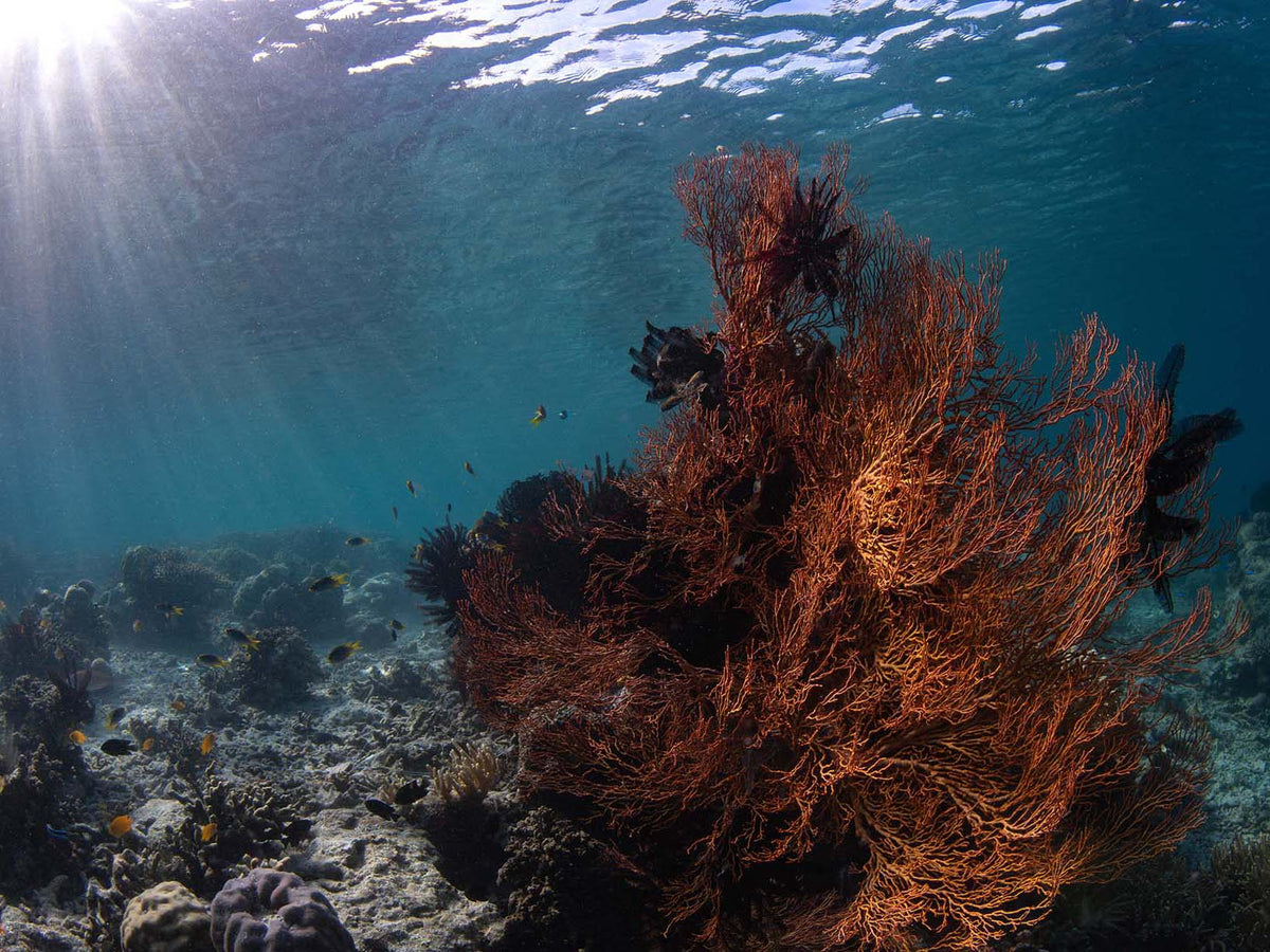 Featured Customer | Sami Lindroos Off-Season in Raja Ampat