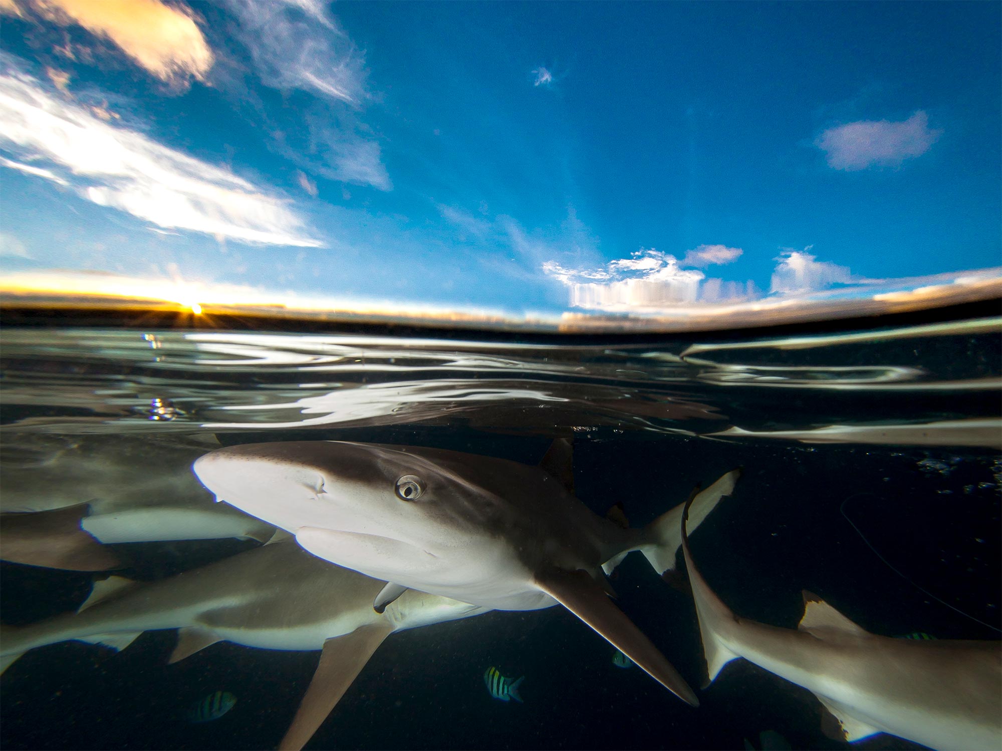 Shark Over Under Photography Camera Settings and Technique