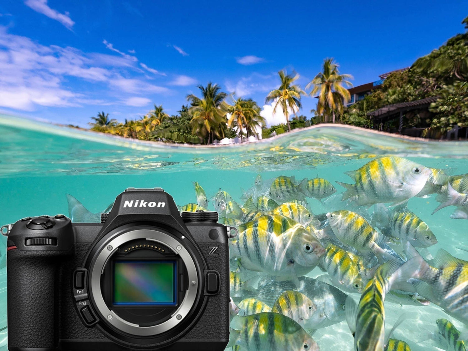 How the Nikon Z6 III Smokes My Old D800 Underwater