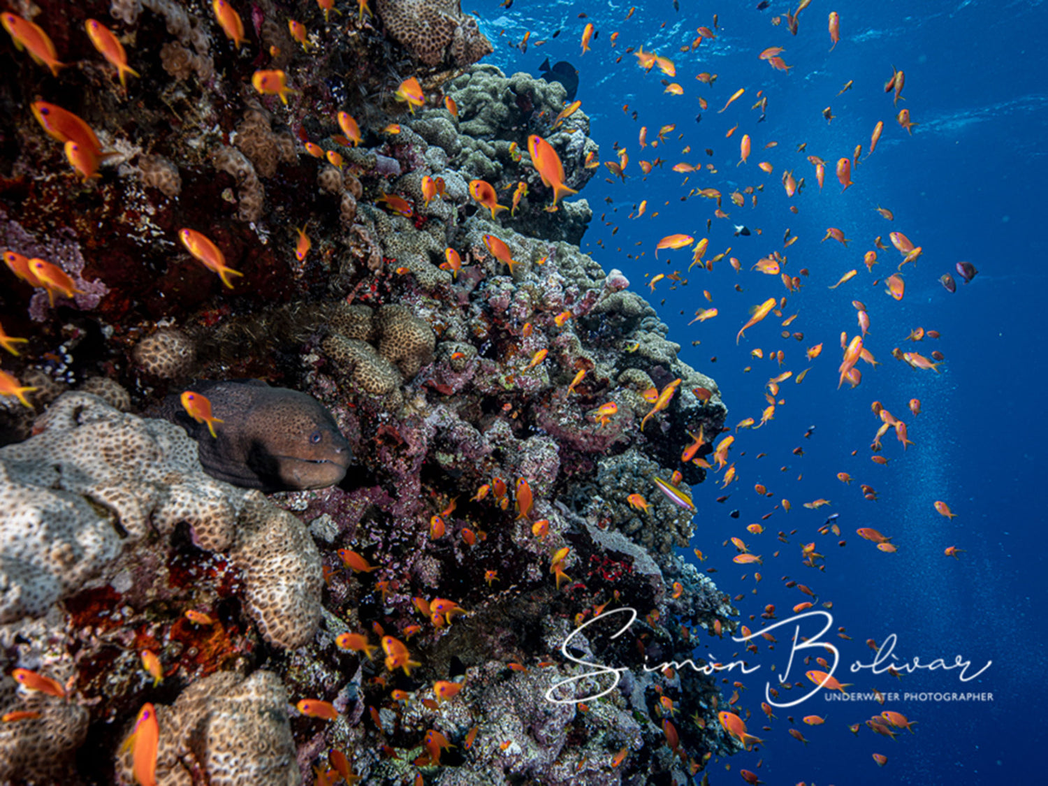 Customer Photos | Simon Bolivar Eyes Wide Open