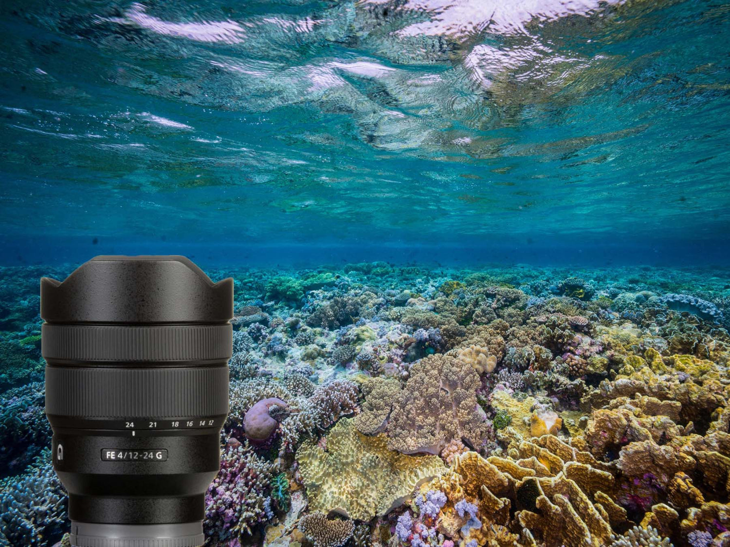 Sony FE 12-24mm F/4 G Lens Underwater Results