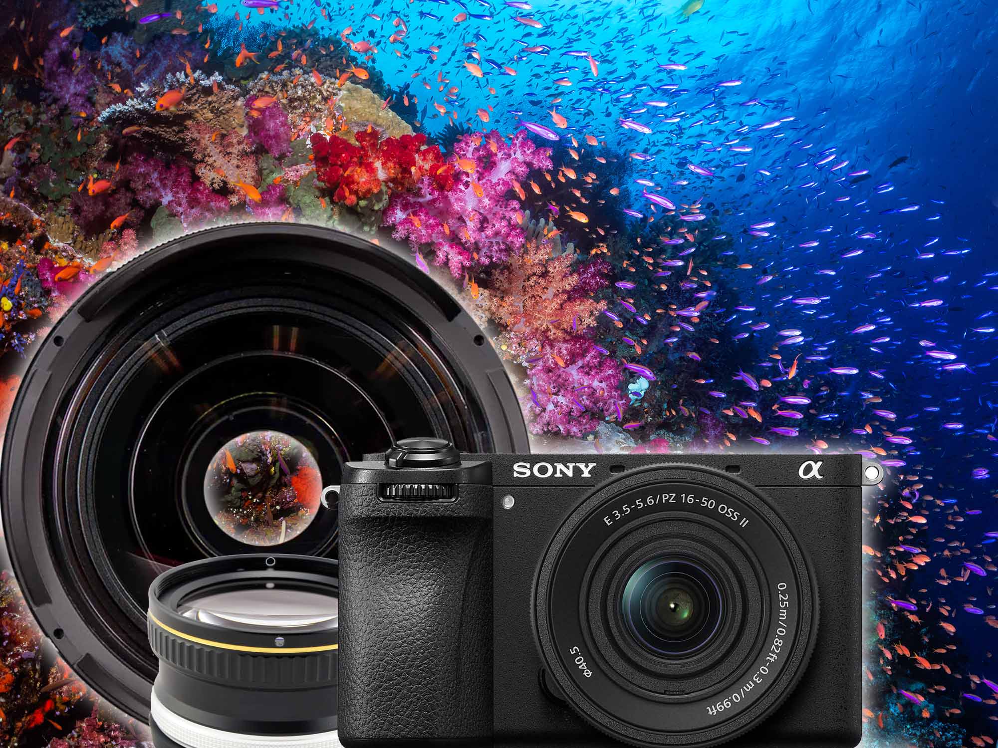 Sony a6700 with 16-50mm Fixed Port + Wet Lens // Results & Mini-Review