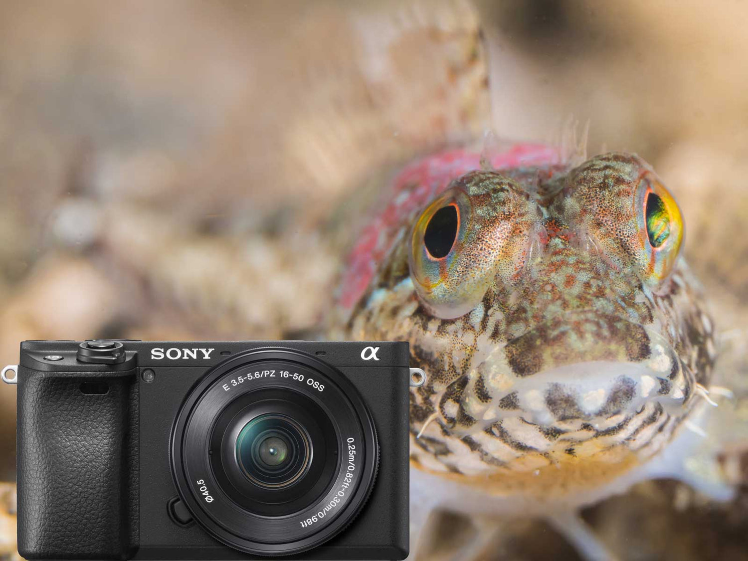 Sony Alpha a6400 Underwater Photos