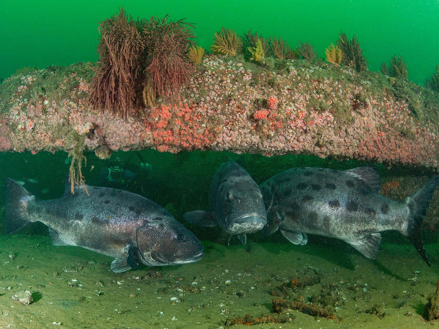 Giant Sea Bass image by Merry Passage