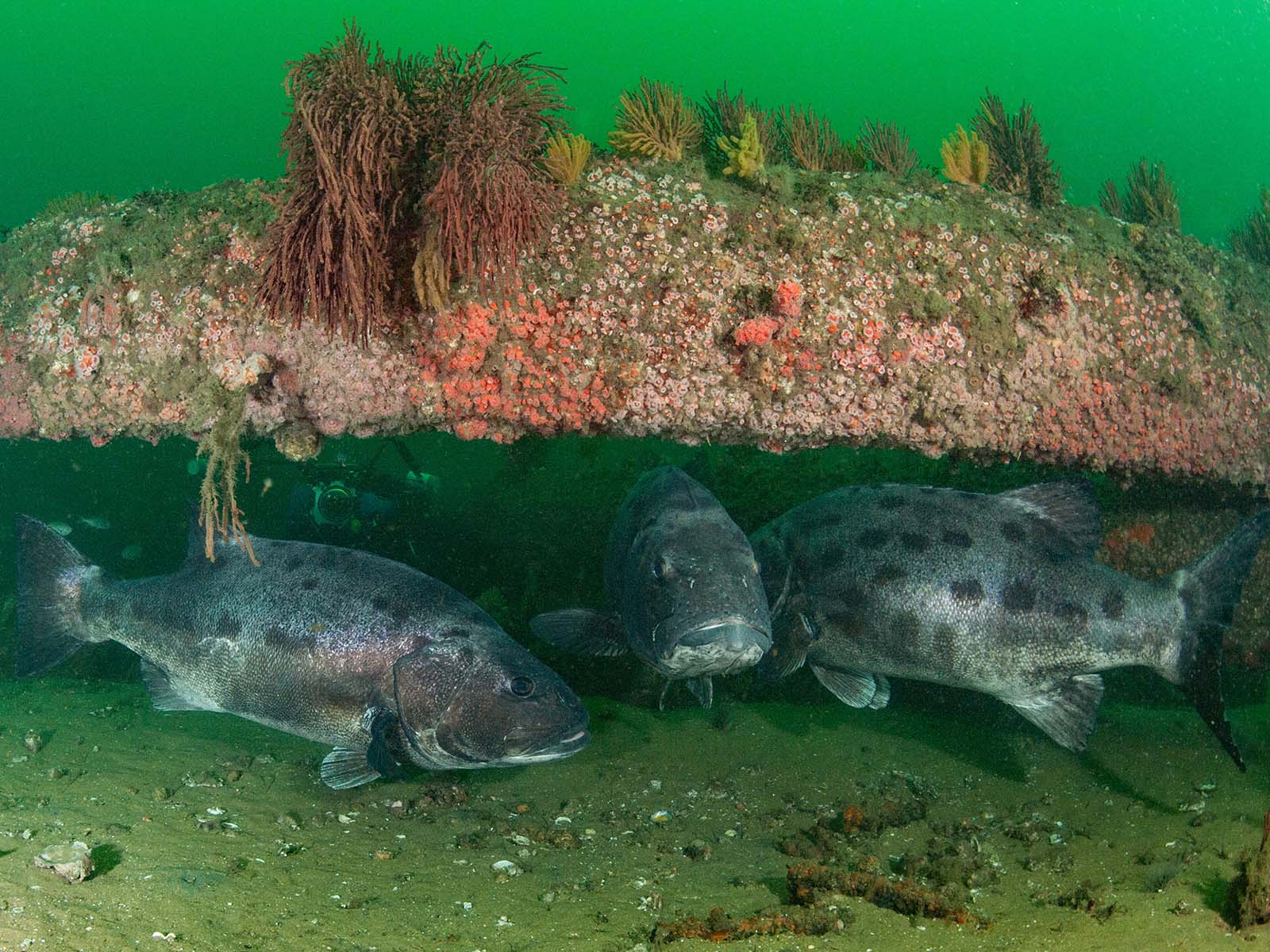 Giant Sea Bass image by Merry Passage