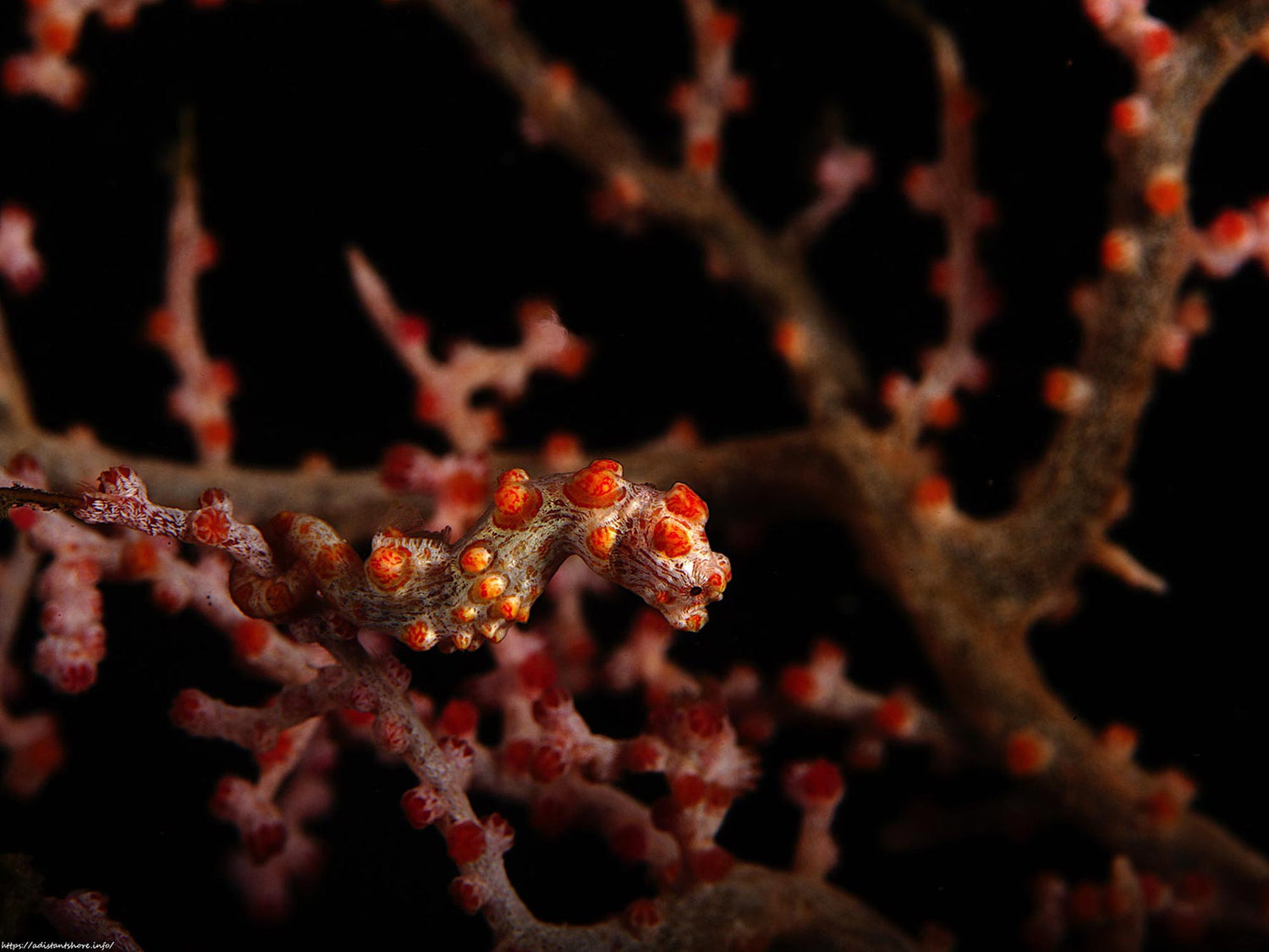 Customer Photos | Stephen Hopkins Best of Bali