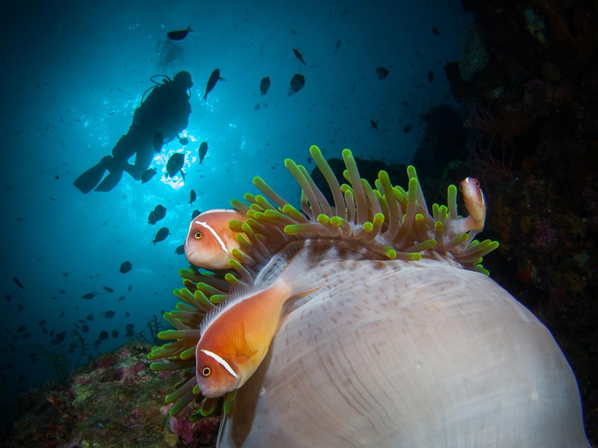 Anemone Underwater Camera Settings and Technique