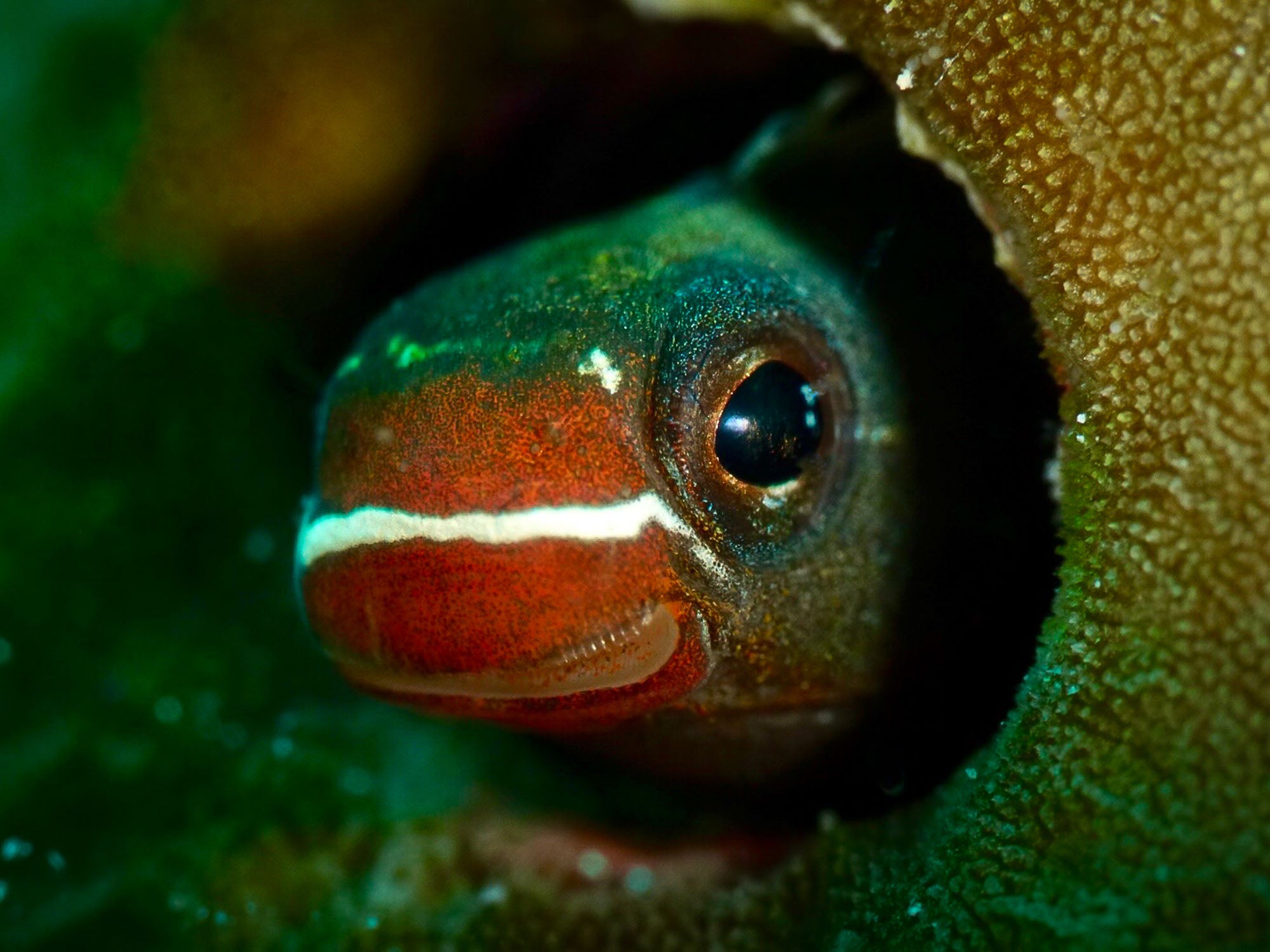 Blenny Underwater Camera Settings and Technique