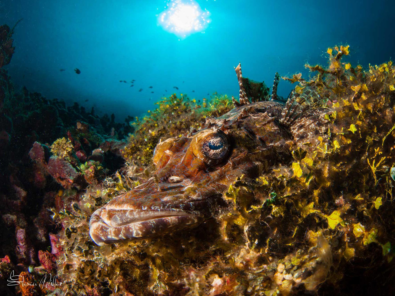 Shooting The Colorful and Camouflaged Flathead Crocodilefish