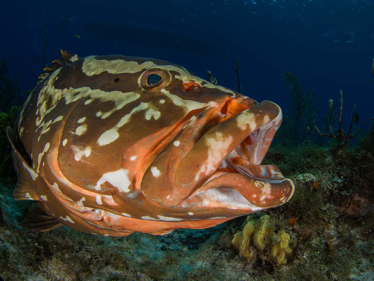 Grouper Underwater Camera Settings and Technique