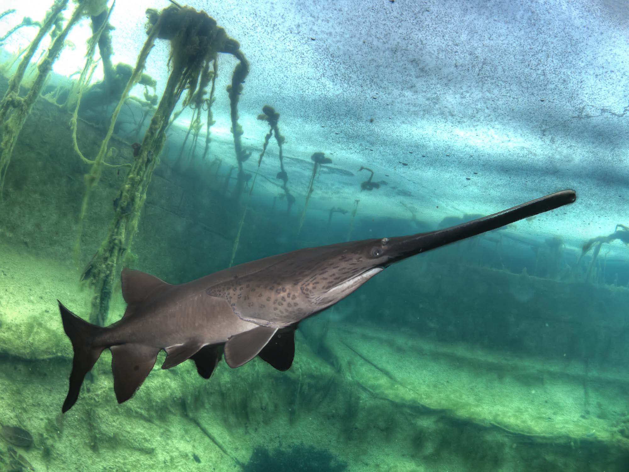 American Paddlefish Underwater Camera Settings and Technique