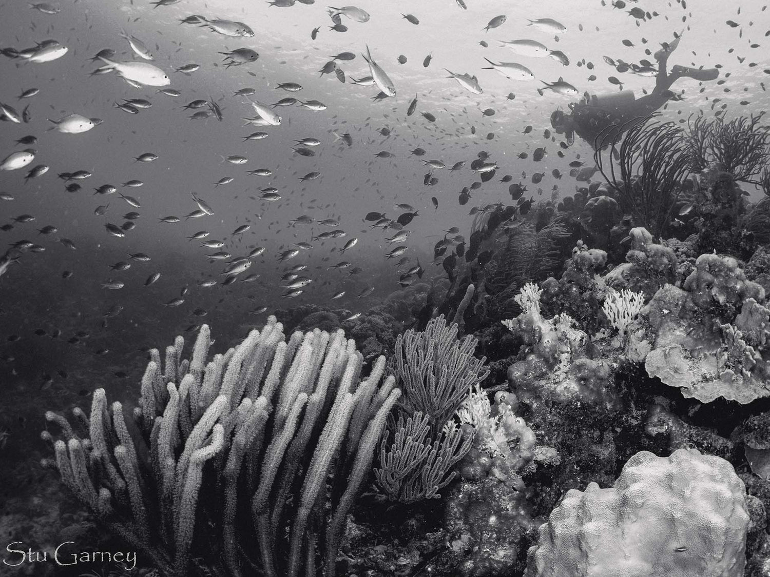 Featured Customers | Stu Garney The Beauty of Black and White