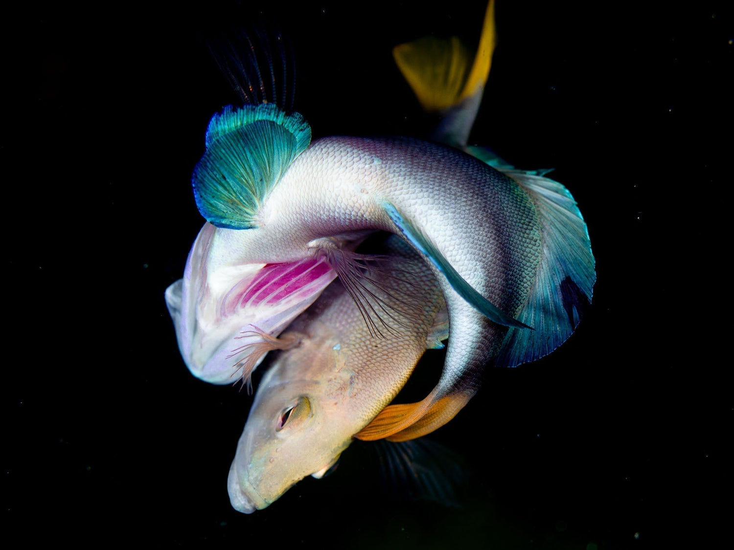 Tommy Pera underwater image taken with an Ikelite Underwater Housing and Ikelite Strobes