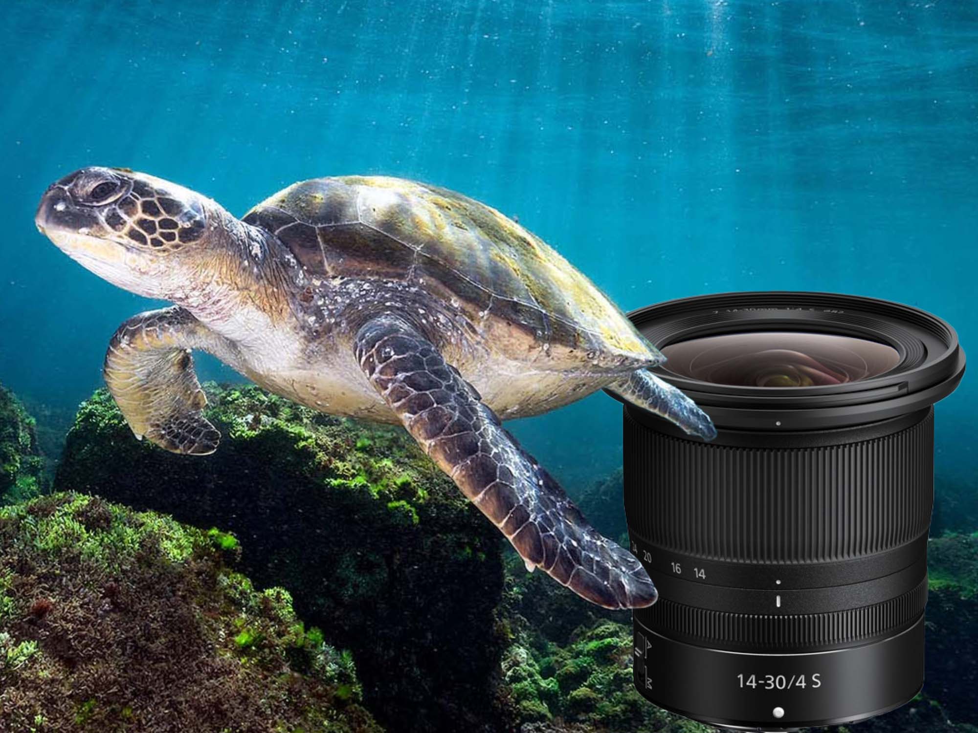 Nikon Z 14-30mm f/4 S Lens for Underwater Photography Review & Results