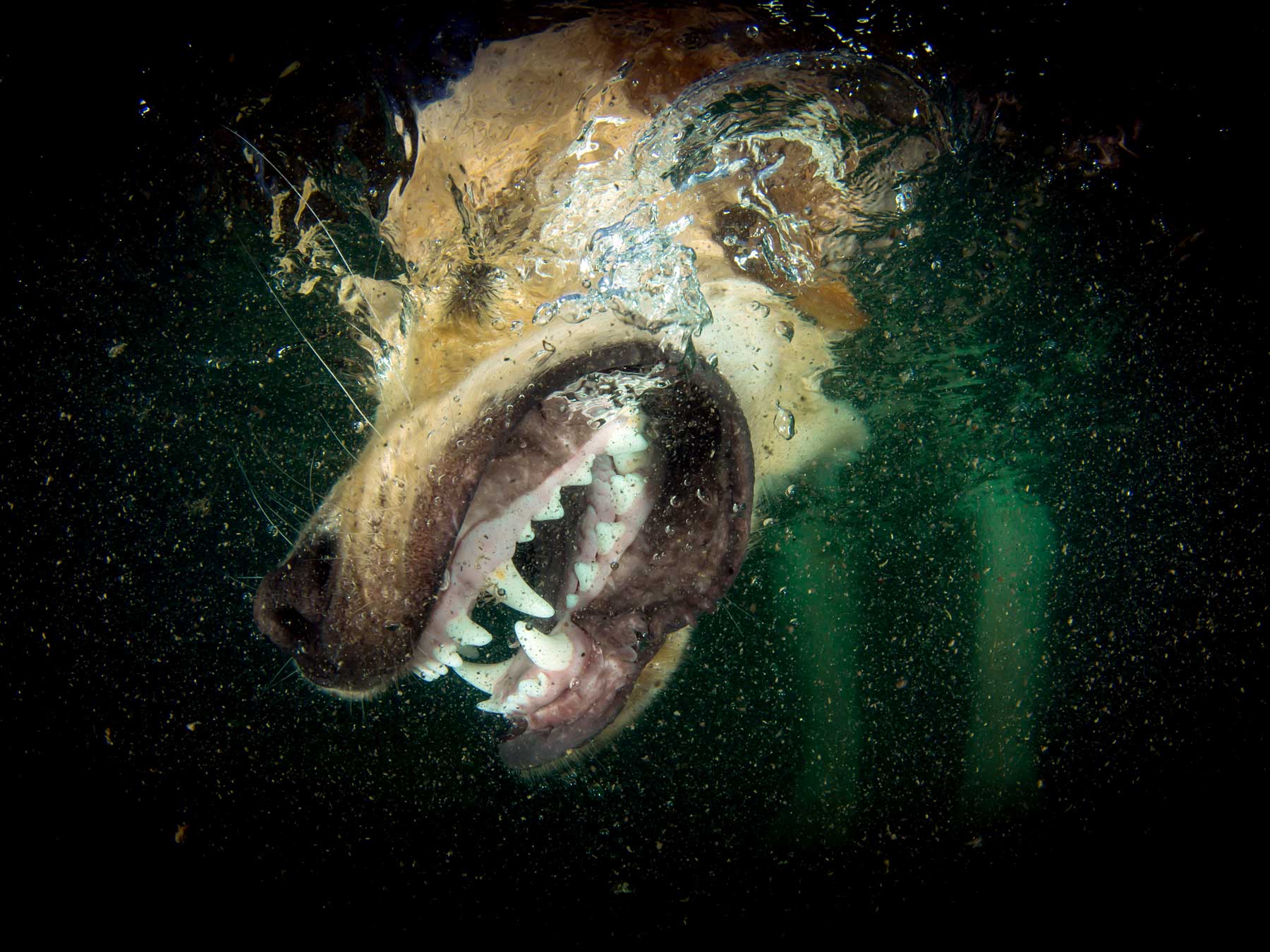 How to Photograph Dogs Underwater